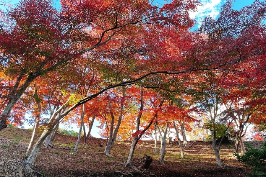修善寺自然公园红叶林🍁_8_丁丁kanei_来自小红书网页版.jpg