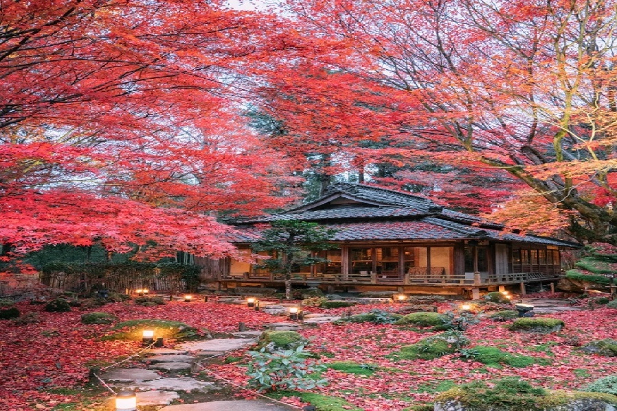 ♥️滋贺♥️赤红色的落叶庭院♥️_2_树小喵_来自小红书网页版.jpg