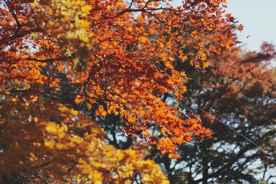 熱海梅園楓葉紅了 快點來！！_3_Alina_来自小红书网页版.jpg