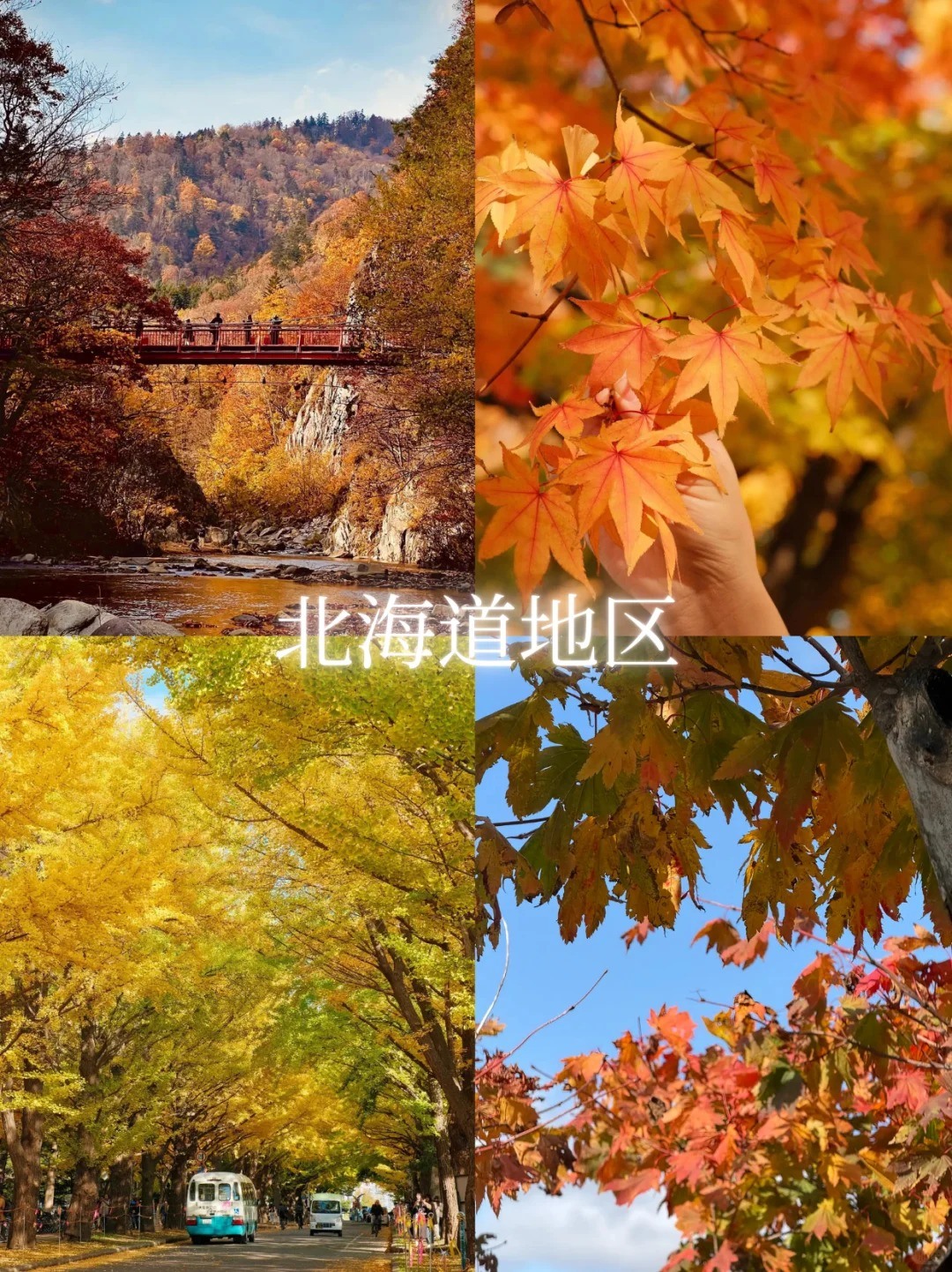 🔥2025日本红叶狩全攻略！赏枫冲冲冲_3_湖南新康辉_来自小红书网页版.jpg