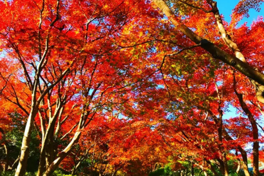 屏幕截图 2025-08-21 141829.png