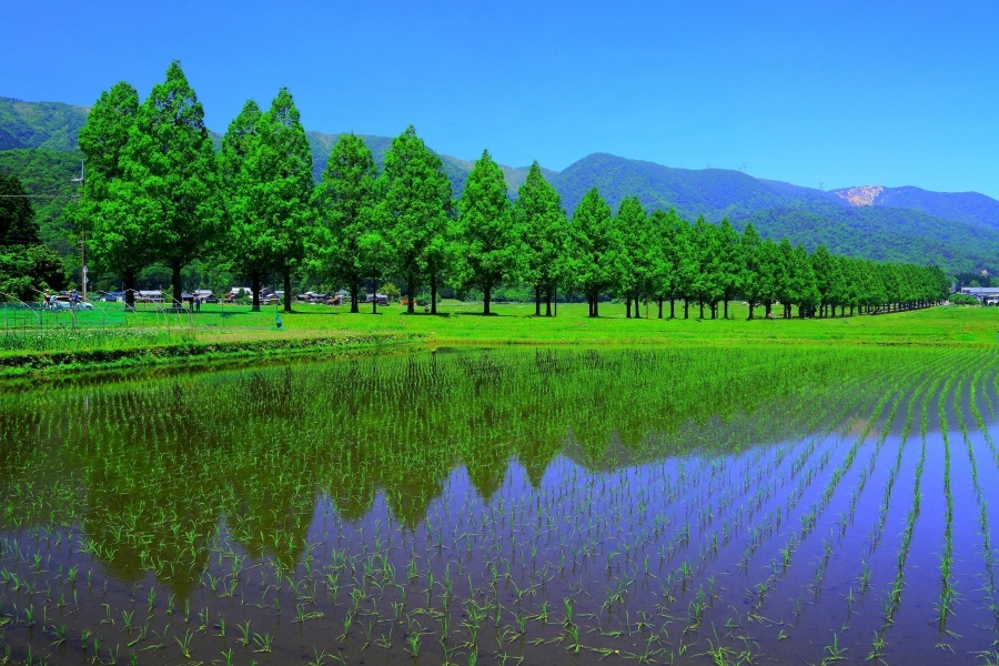 metasequoia_s.jpg
