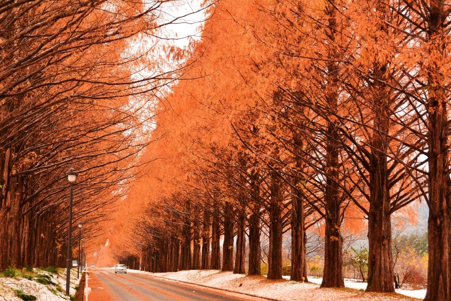 metasequoia_a.jpg
