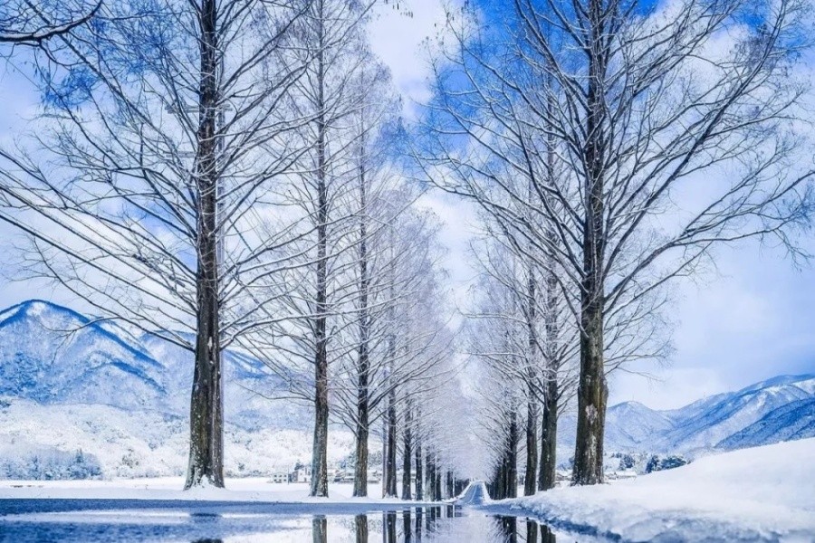 滋贺的水杉林荫大道-四季皆美丽_2_宇琳商务旅游咨询_来自小红书网页版.jpg