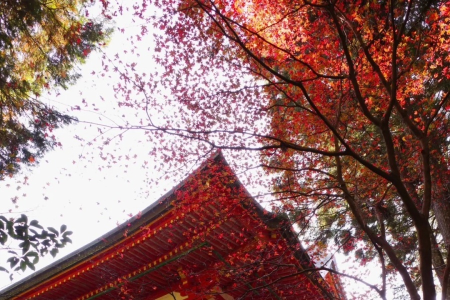 比叡山延历寺红叶見頃_5_澍_来自小红书网页版.jpg