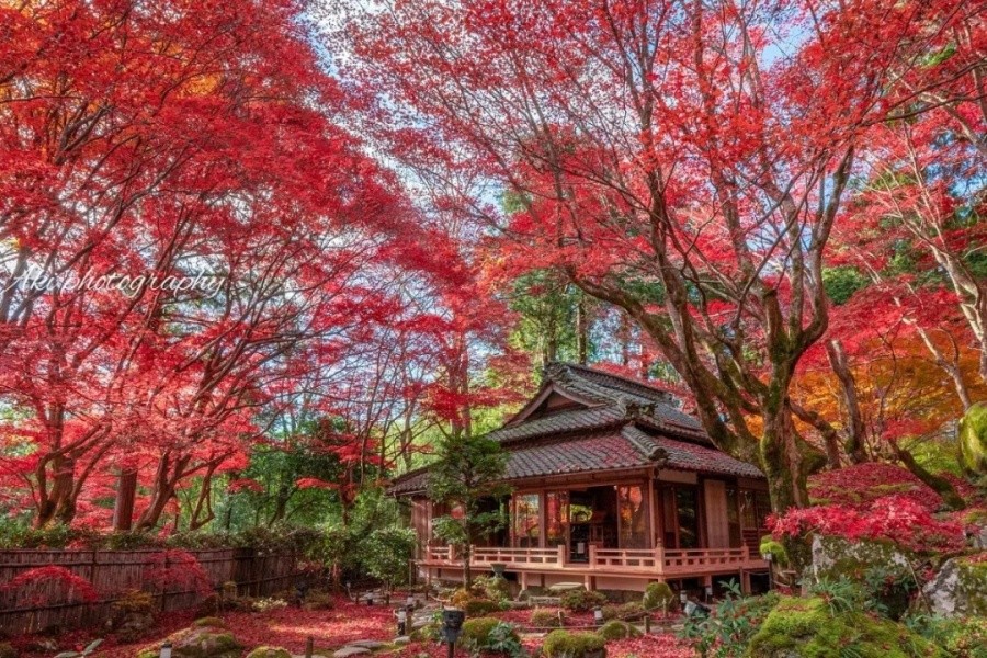 日本红叶季丨京都神秘古寺与绝美红枫一日游_5_旅行者21号_来自小红书网页版.jpg