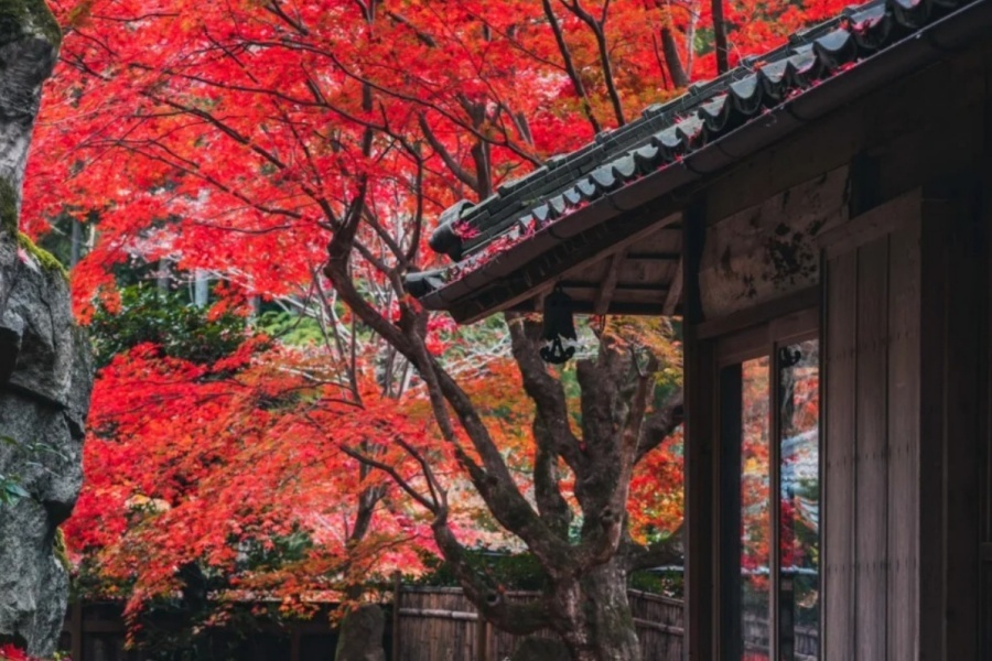 宝藏红叶圣地｜滋贺教林坊🍁_3_骏飞同学_来自小红书网页版.jpg
