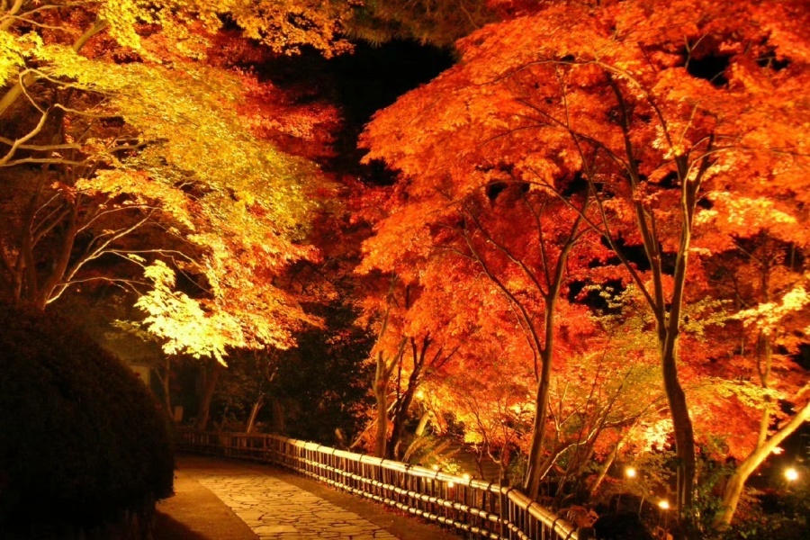 日本旅游枫叶季来啦！！_5_及时青松签_来自小红书网页版.jpg