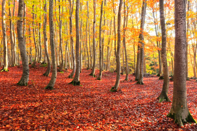 202509081506-7852471424.png image.png