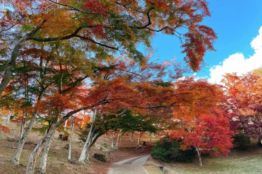 修善寺自然公园红叶林🍁_4_丁丁kanei_来自小红书网页版.jpg