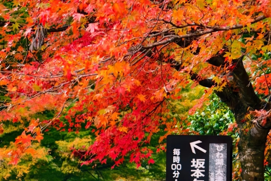 京都红叶记录2024-1-比叡山地区_1_MilkYork_来自小红书网页版.jpg