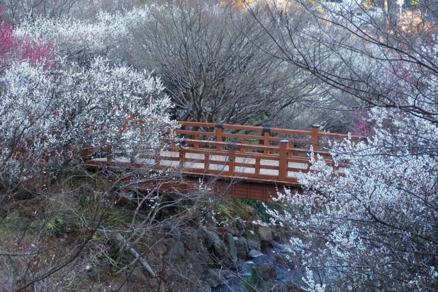 热海梅园_5_酒酿萝卜皮_来自小红书网页版.jpg