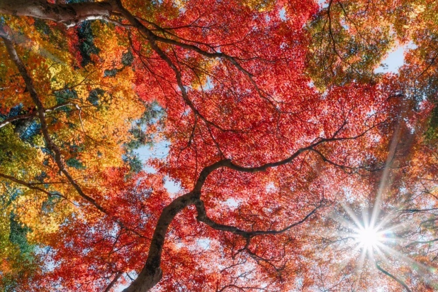 香 (12).jpg