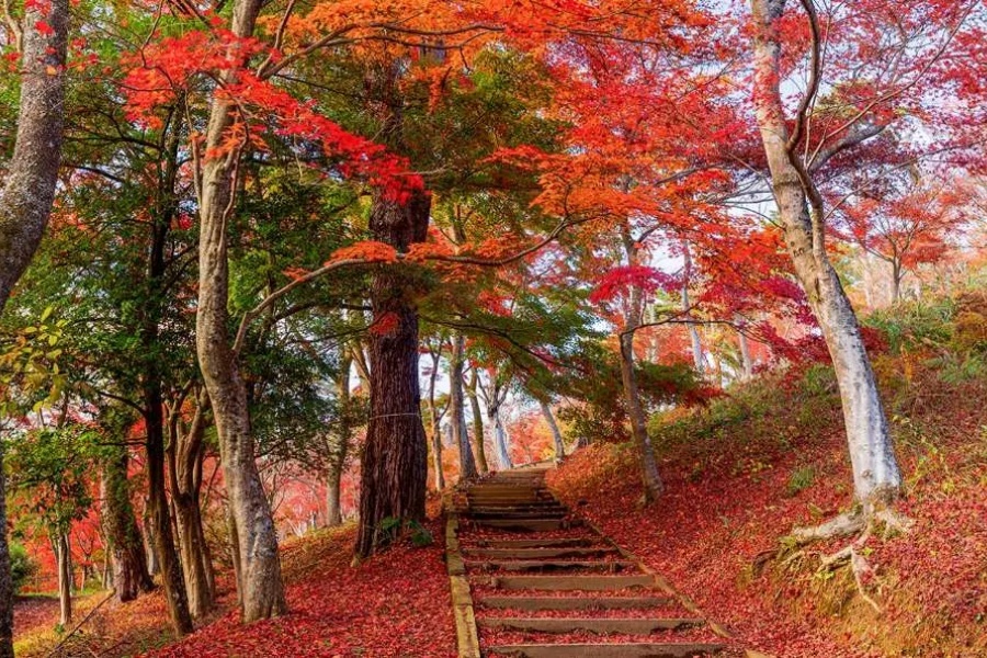 熱海梅園紅葉祭.jpg