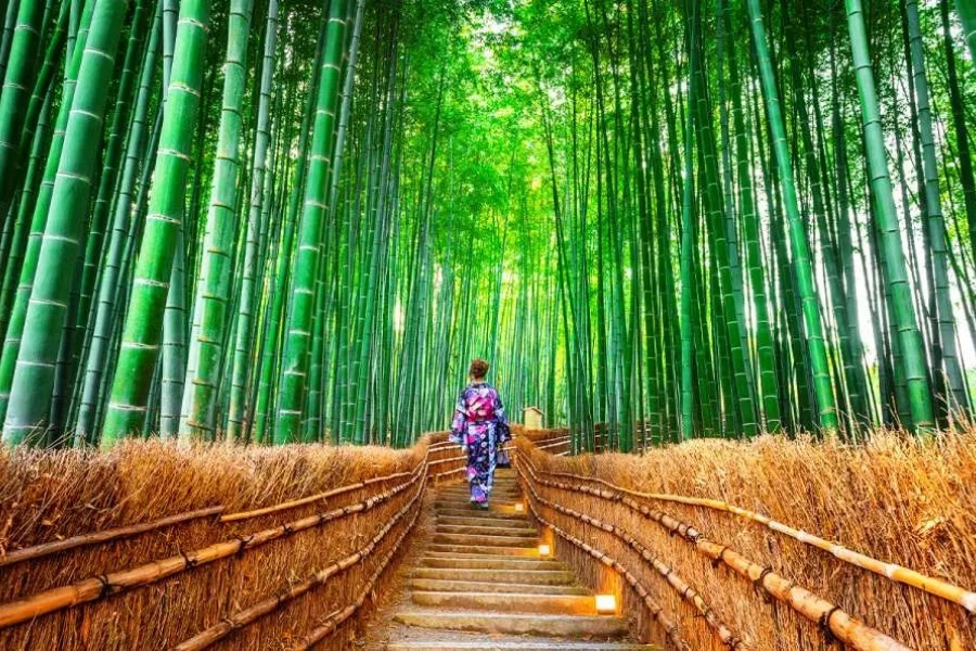 竹林小徑.jpg