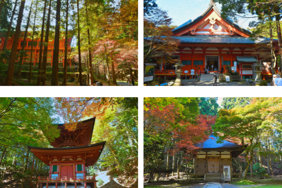 横川赏枫.png