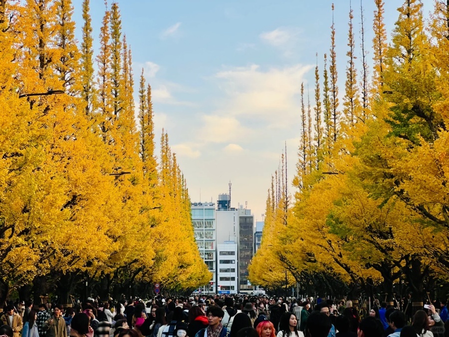 银杏4.jpg