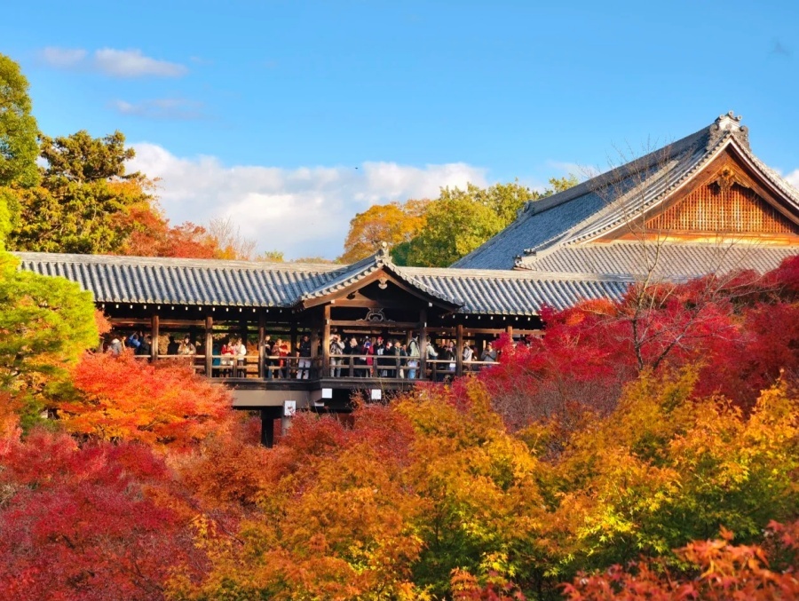 东福寺的红叶替你们去了，阳光下真的很美_3_心砚_Scenery_来自小红书网页版.jpg