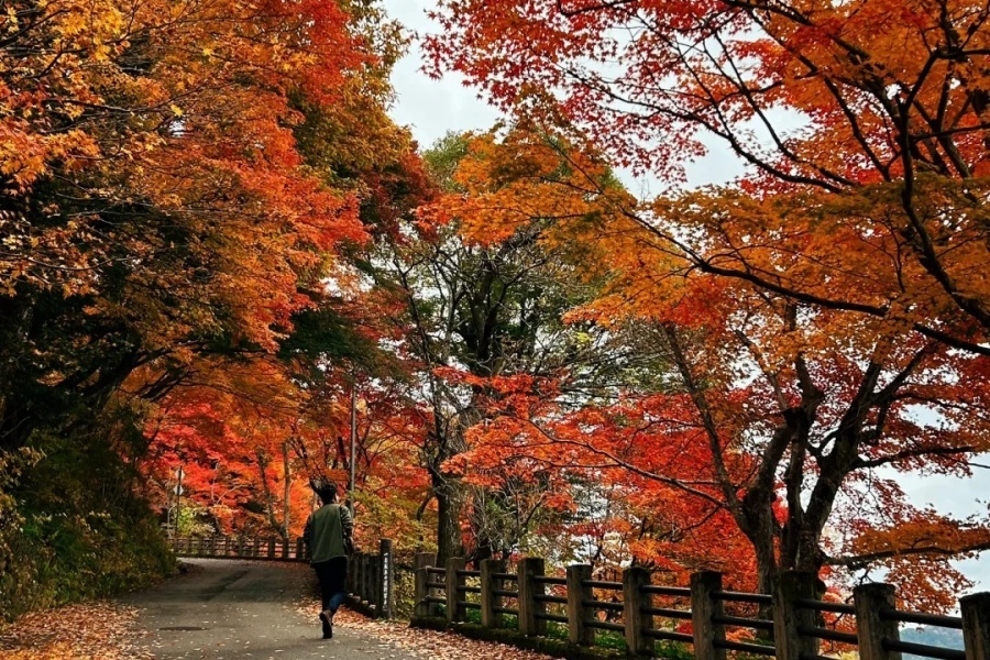 日本小众旅行地·高山赏枫_2_酱油菜_来自小红书网页版.jpg