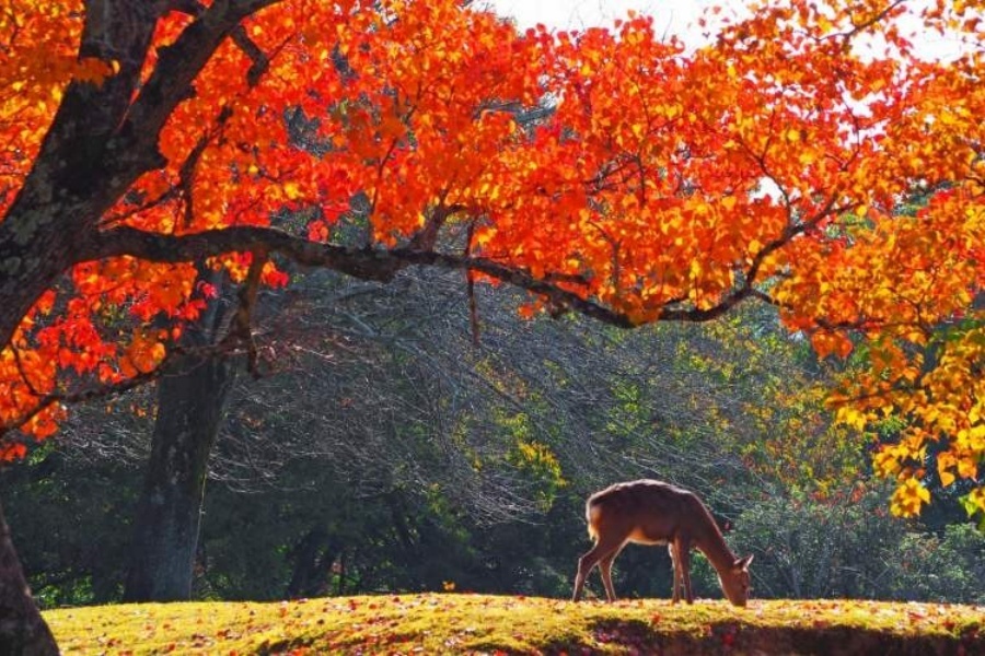 redleave01.jpg