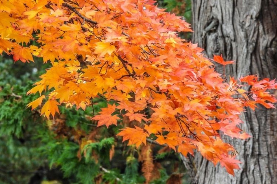 山紅葉.jpg