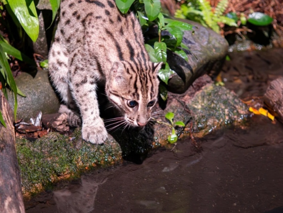 930-钓鱼猫.jpg