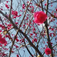 評論圖片 1