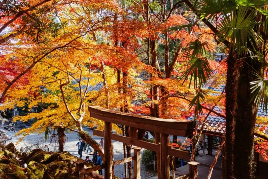 🍁📍【石山寺｜红叶×紫式部×致光之君】📖✨_1_AmazingNing_来自小红书网页版.jpg