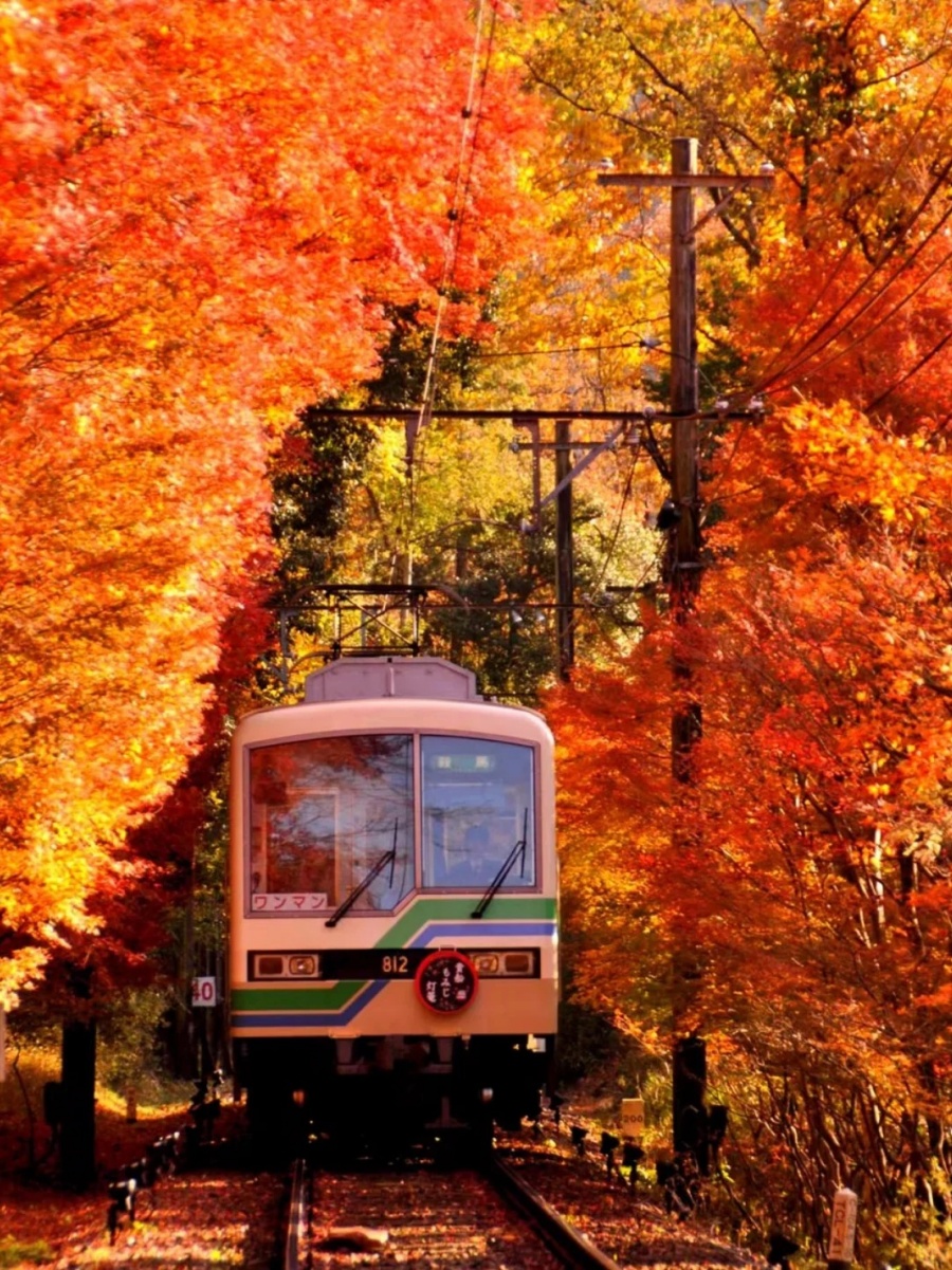 🍁京都｜🚉穿越梦境中绝美的红叶隧道🍁_1_愛子在日本_来自小红书网页版.jpg