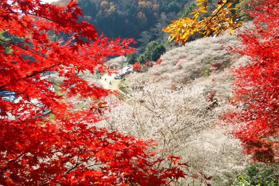 202510271144-7295368230.jpg fec19adb18e357ad2ef78c9203142b9e.jpg