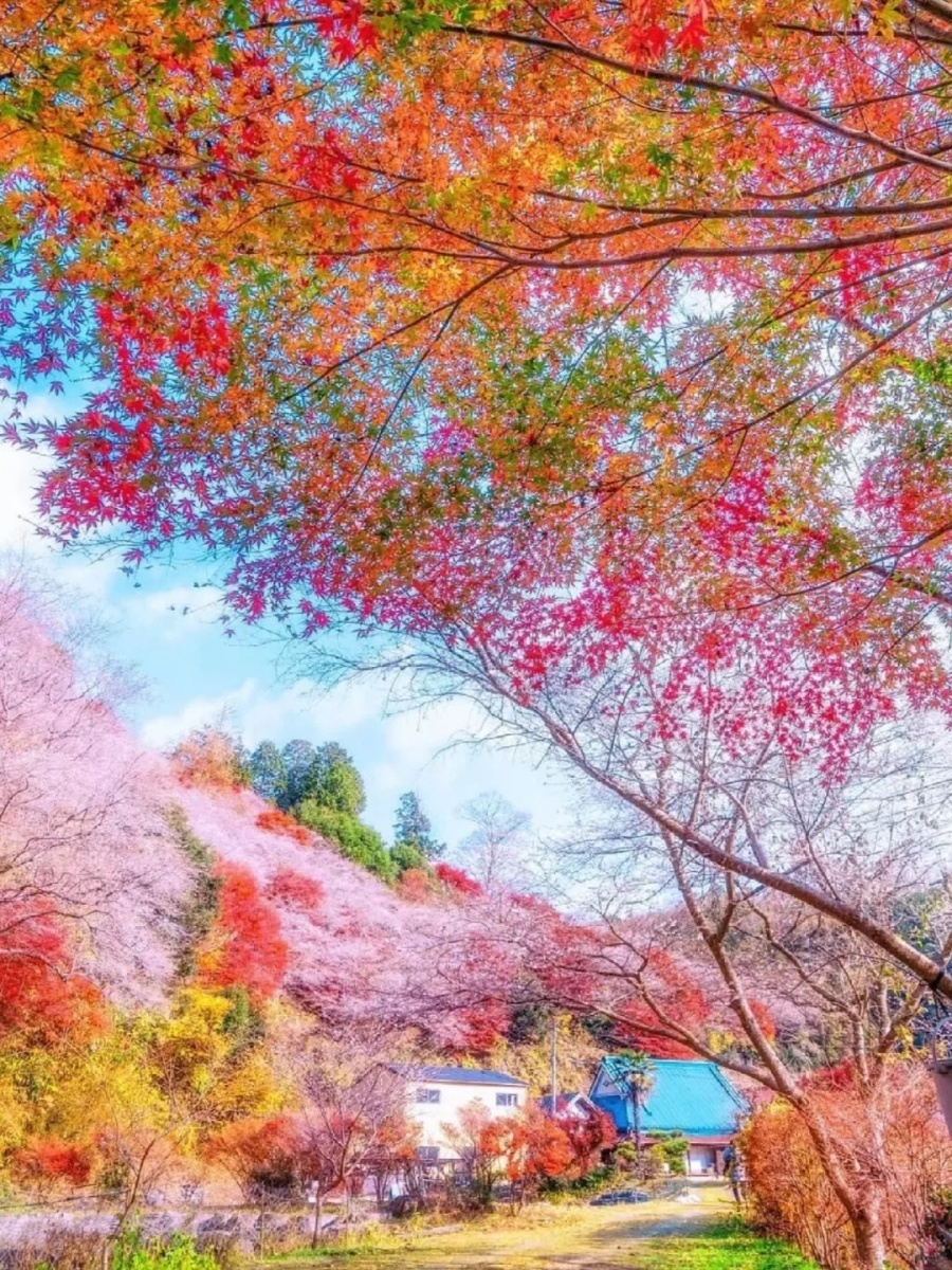 202510271327-1097449817.jpg 赏枫🍁+赏樱→2025小原四季樱🌸节_2_Yuki日本旅行手账_来自小红书网页版.jpg