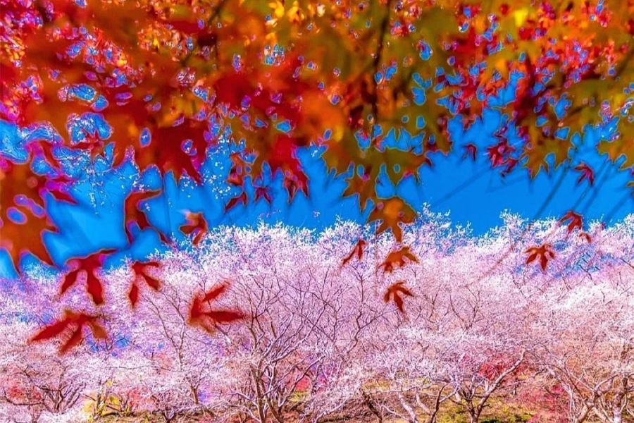 202510271327-6325585339.jpg 小原四级樱 (5).jpg