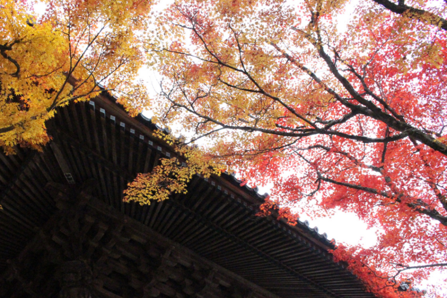 202510271416-8213599914.png 屏幕截图 2025-10-23 115348.png