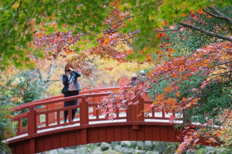 202510271419-6401423025.jpg 梅园赏枫景|热海♨️_1_富士山下的猪窝_来自小红书网页版.jpg