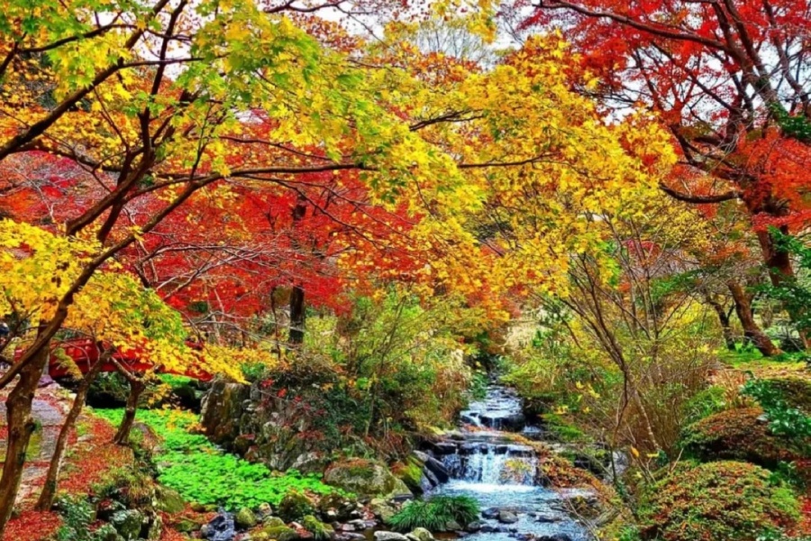 202510271420-1668007874.jpg 🍂东京周边「热海梅园」🍁日本蕞晚的红叶❗️_4_阳子日本包车_来自小红书网页版.jpg