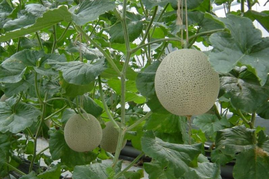 202510271728-9167198297.png img_03.png