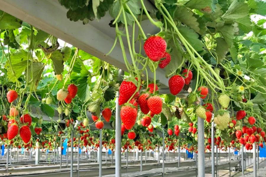 202510271747-9198131779.png 图片37.png