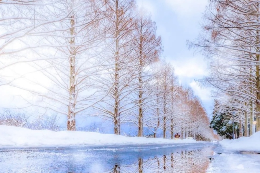 202510281724-9682781926.jpg 📍滋贺县水杉林荫道_通往四季的魔法入口_1_EurTravel欧亚旅游_来自小红书网页版.jpg