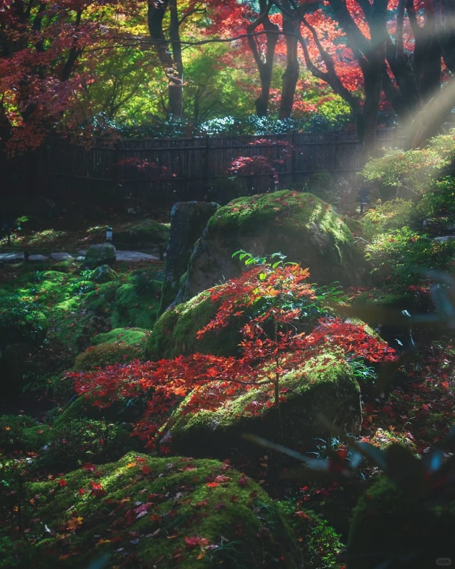 🍁滋贺·教林坊｜苔与红叶之间的秘境_5_旅行自由派_来自小红书网页版.jpg