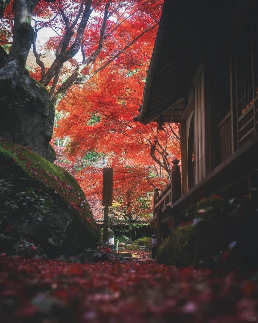 🍁滋贺·教林坊｜苔与红叶之间的秘境_9_旅行自由派_来自小红书网页版.jpg