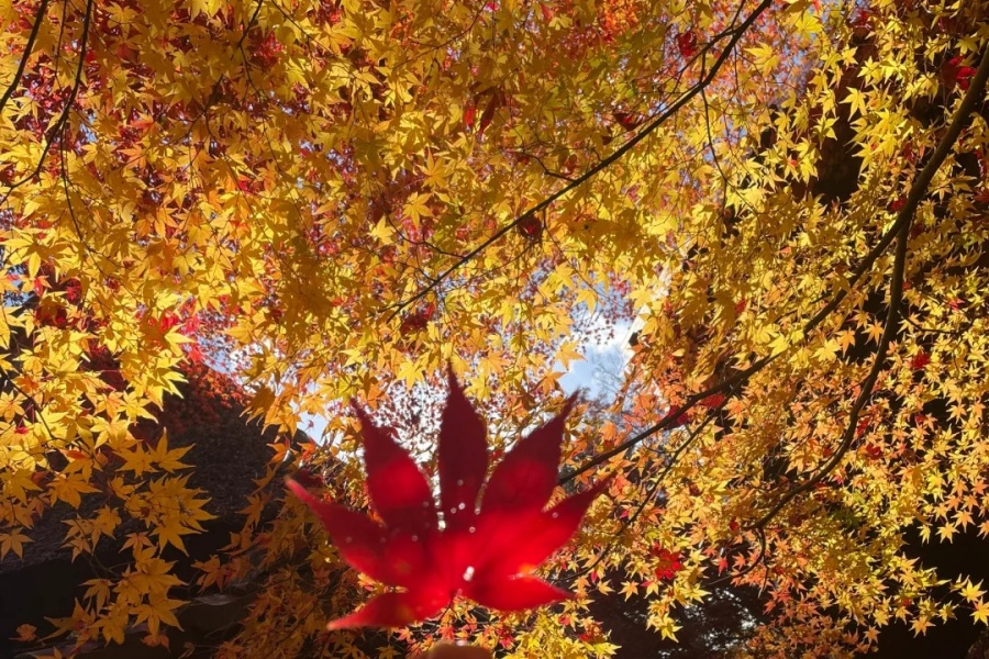 日本小众枫叶观赏地 教林坊_3_鱿鱿日记_来自小红书网页版.jpg