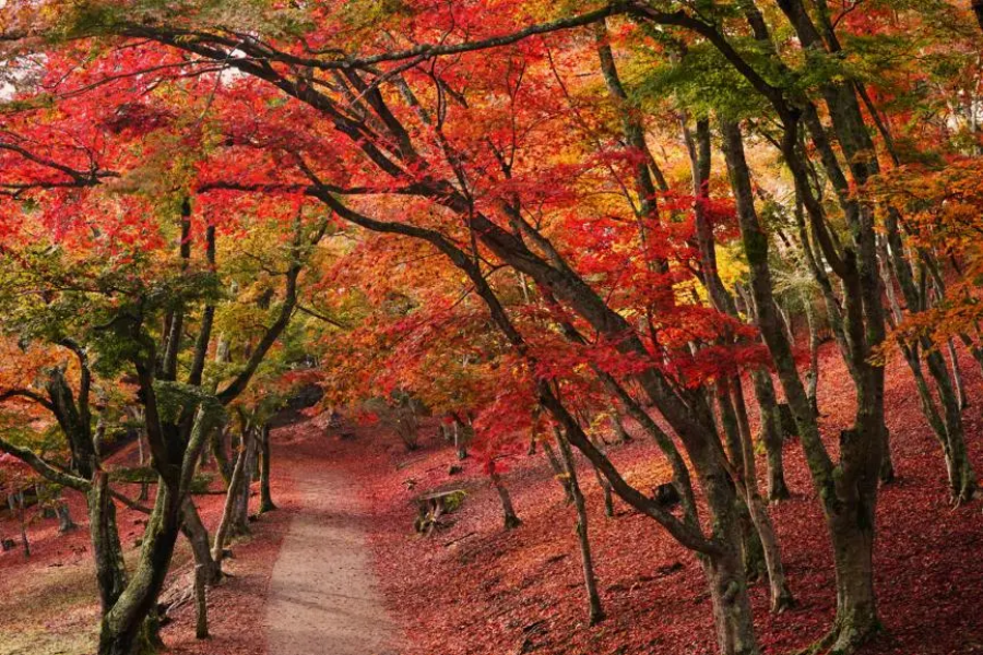 202511031421-6414572679.png 企业微信截图_1755593361294.png