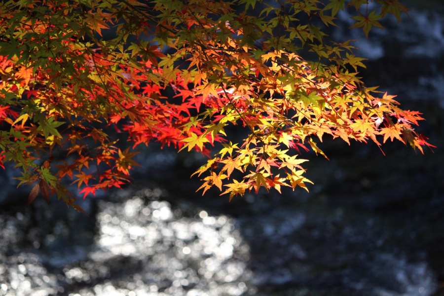 202511031539-1350266013.png 温泉街.png