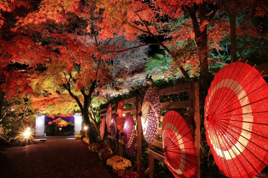 202511031540-3955392492.jpg 日本旅游枫叶季来啦!!_4_及时青松签_来自小红书网页版.jpg