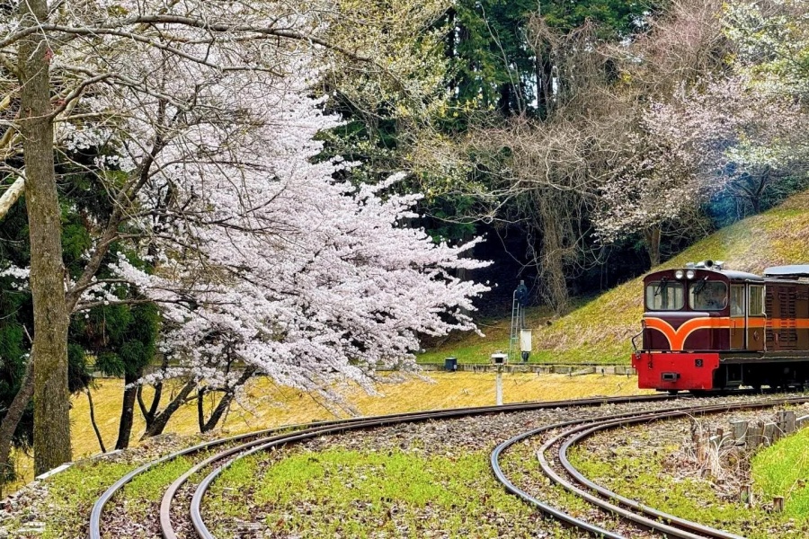 202511031540-5390249001.jpg 🌸【伊豆「虹之乡」4月旅游攻略】🌸_6_小董带你游伊豆_来自小红书网页版.jpg