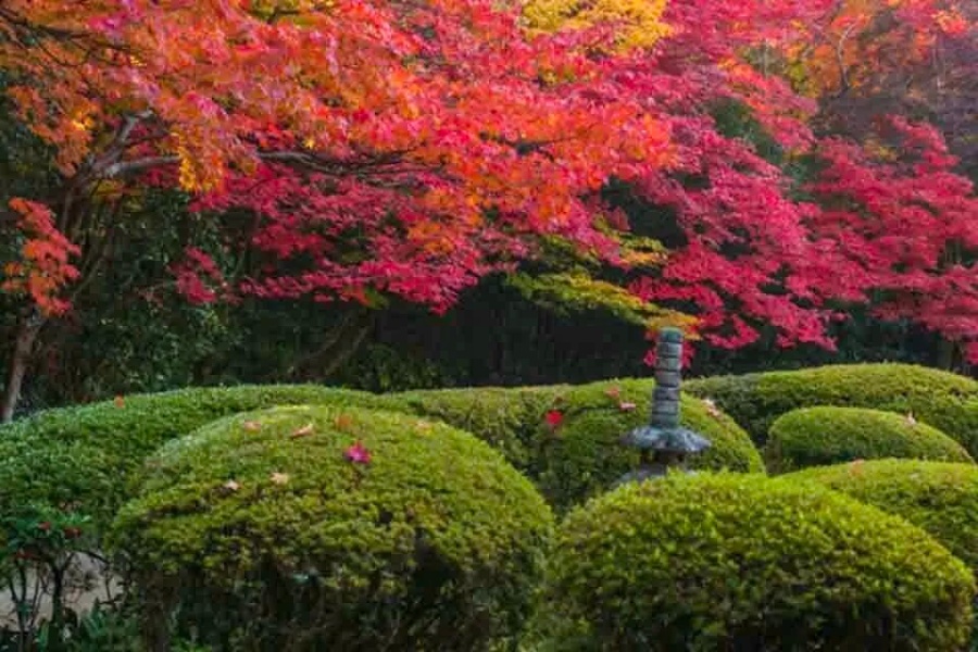 202511040944-2050659703.jpg 4.jpg