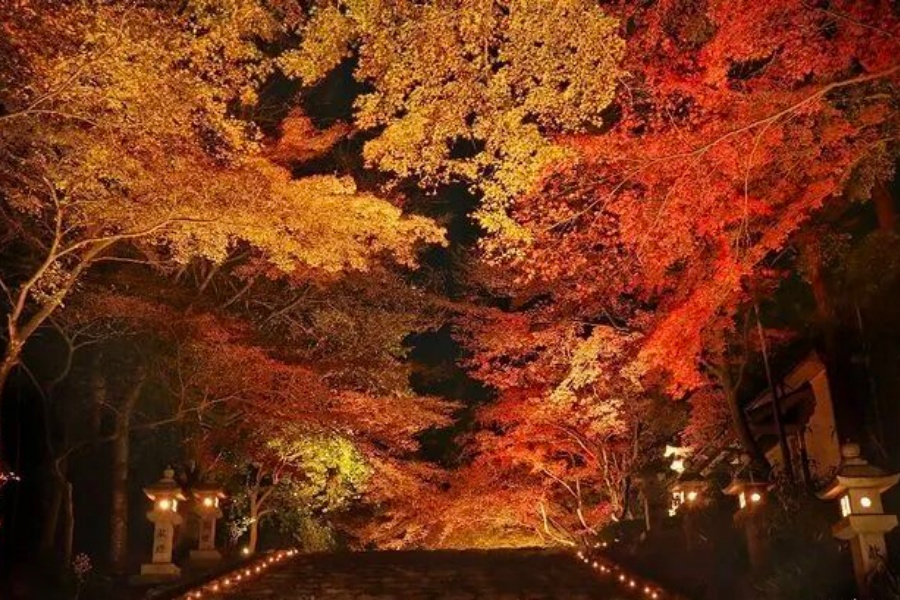 202511040945-4348795023.jpg 8.jpg