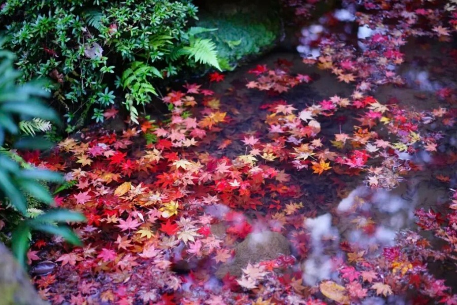 202511040946-4223671635.jpg 10.jpg