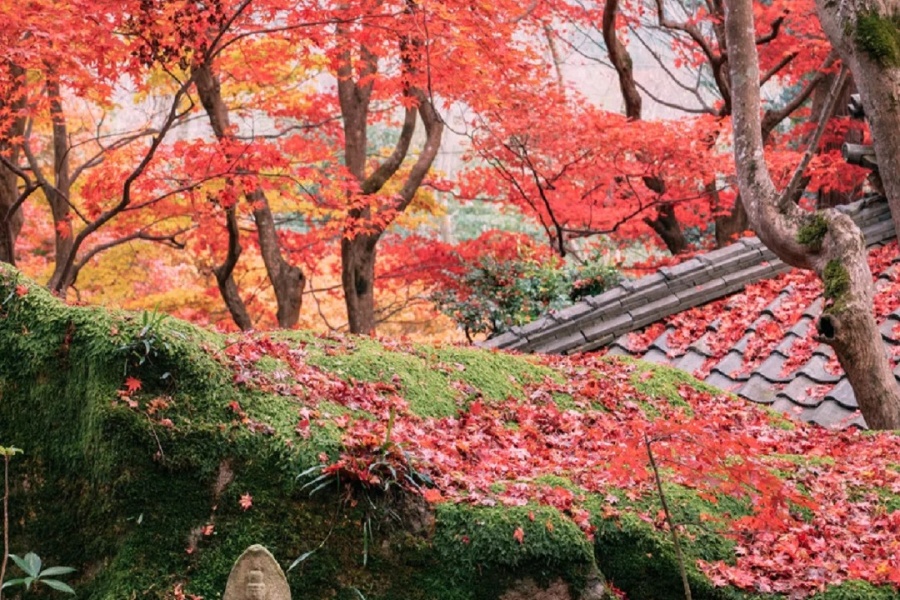 202511040954-6690018002.jpg ♥️滋贺♥️赤红色的落叶庭院♥️_3_树小喵_来自小红书网页版.jpg