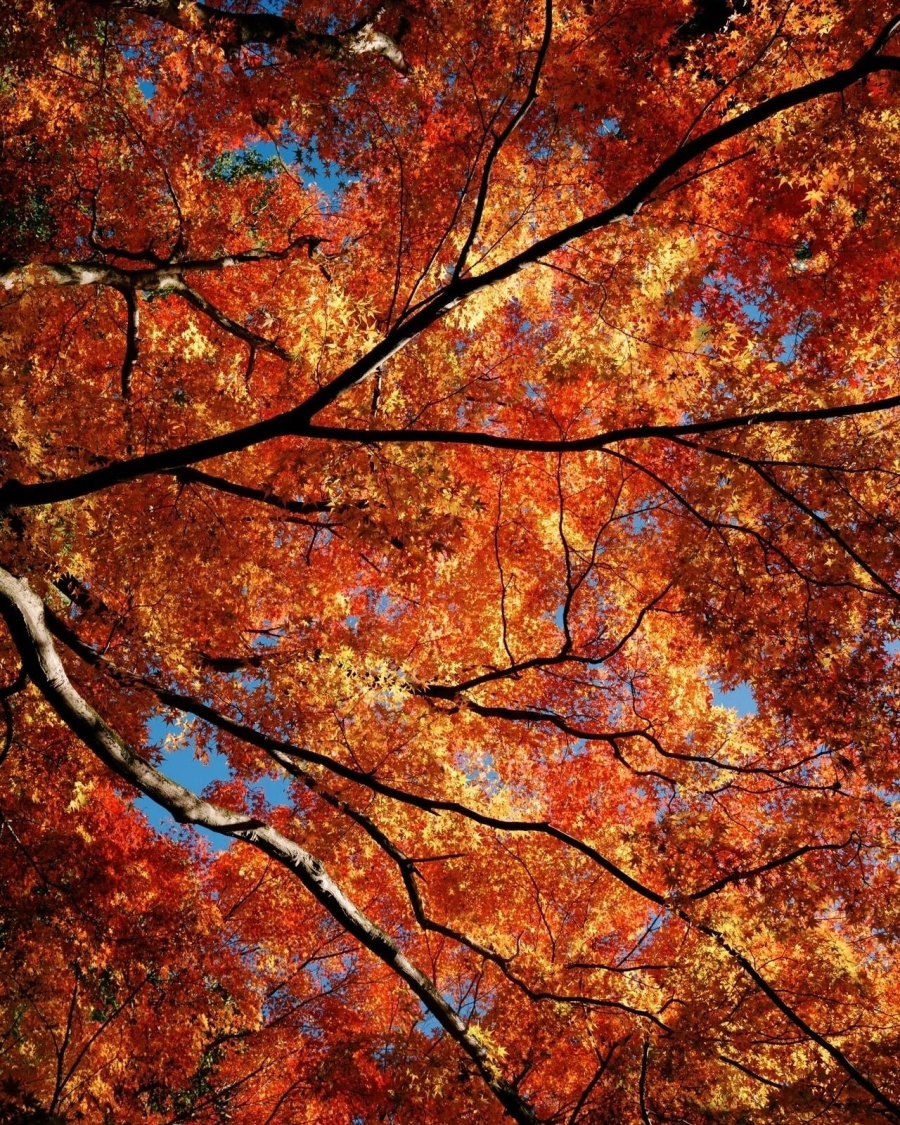 202511041040-8620257593.jpg 微信图片_2025-11-04_102643_291.jpg